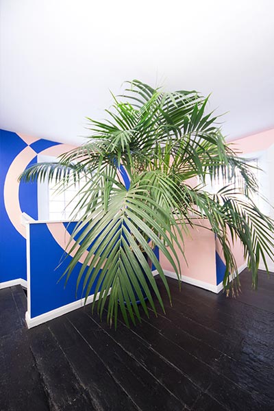 Wide view of a plant on a black wooden floor with blue and purple angular graphics behind.